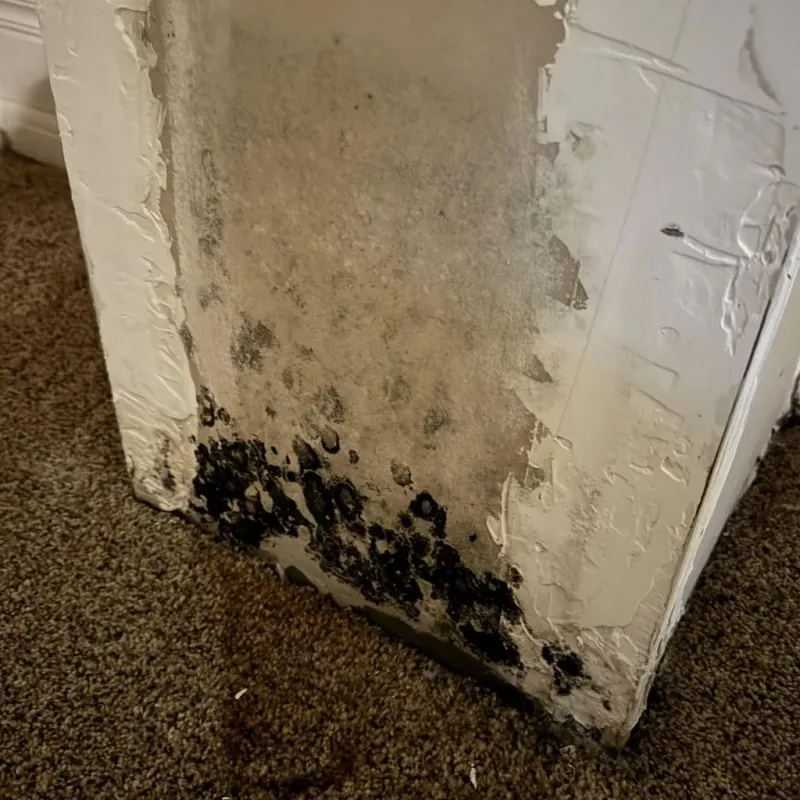 Professional Mold Removal in Hudson, NH